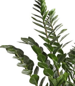 Dehner Glücksfeder - Zamioculcas zamiifolia Grün Sale