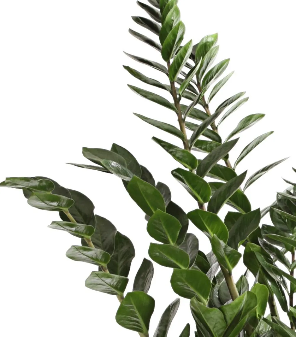 Dehner Glücksfeder - Zamioculcas zamiifolia Grün Sale