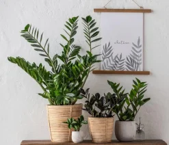 Dehner Glücksfeder - Zamioculcas zamiifolia Grün Sale