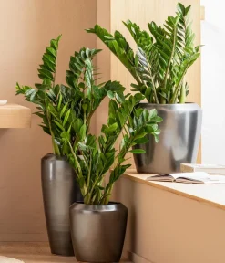 Dehner Glücksfeder - Zamioculcas zamiifolia Grün Sale