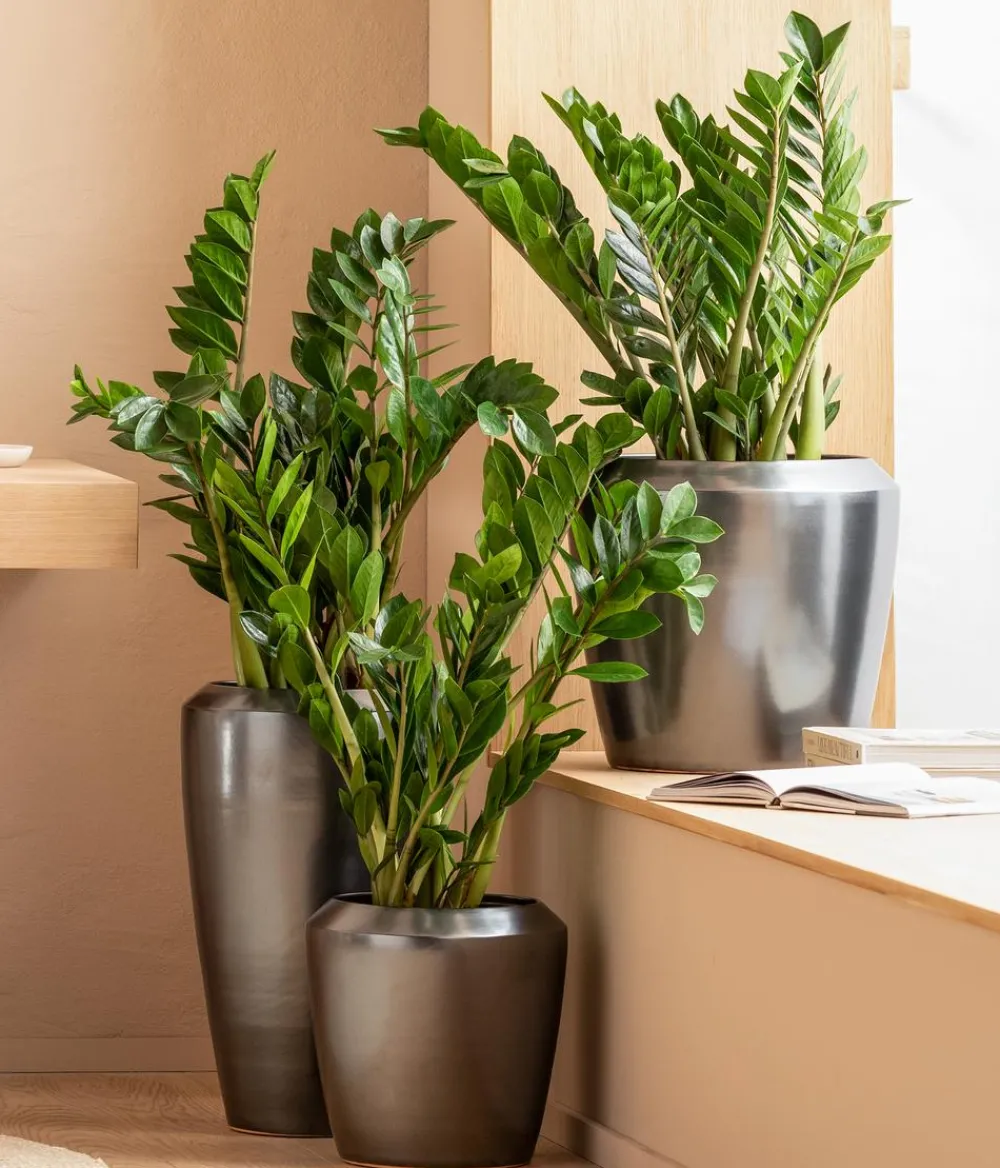 Dehner Glücksfeder - Zamioculcas zamiifolia Grün Sale