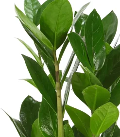 Dehner Sukkulenten|Grünpflanzen - Glücksfeder - Zamioculcas zamiifolia Grün