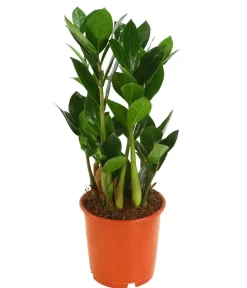 Dehner Sukkulenten|Grünpflanzen - Glücksfeder - Zamioculcas zamiifolia Grün