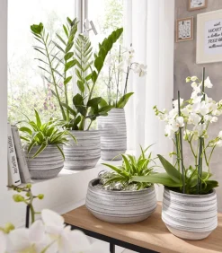 Dehner Sukkulenten|Grünpflanzen - Glücksfeder - Zamioculcas zamiifolia Grün