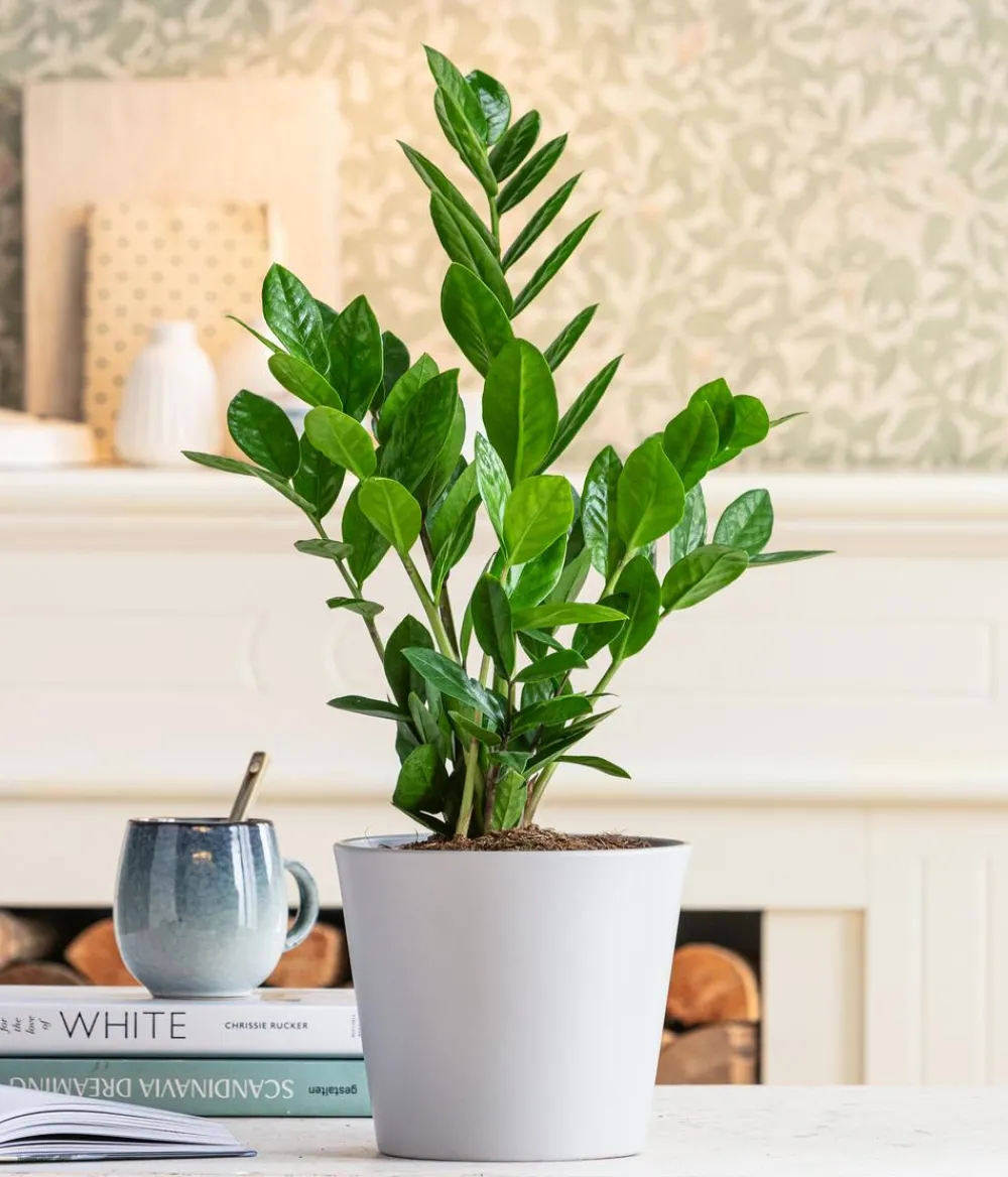 Dehner Sukkulenten|Grünpflanzen - Glücksfeder - Zamioculcas zamiifolia Grün
