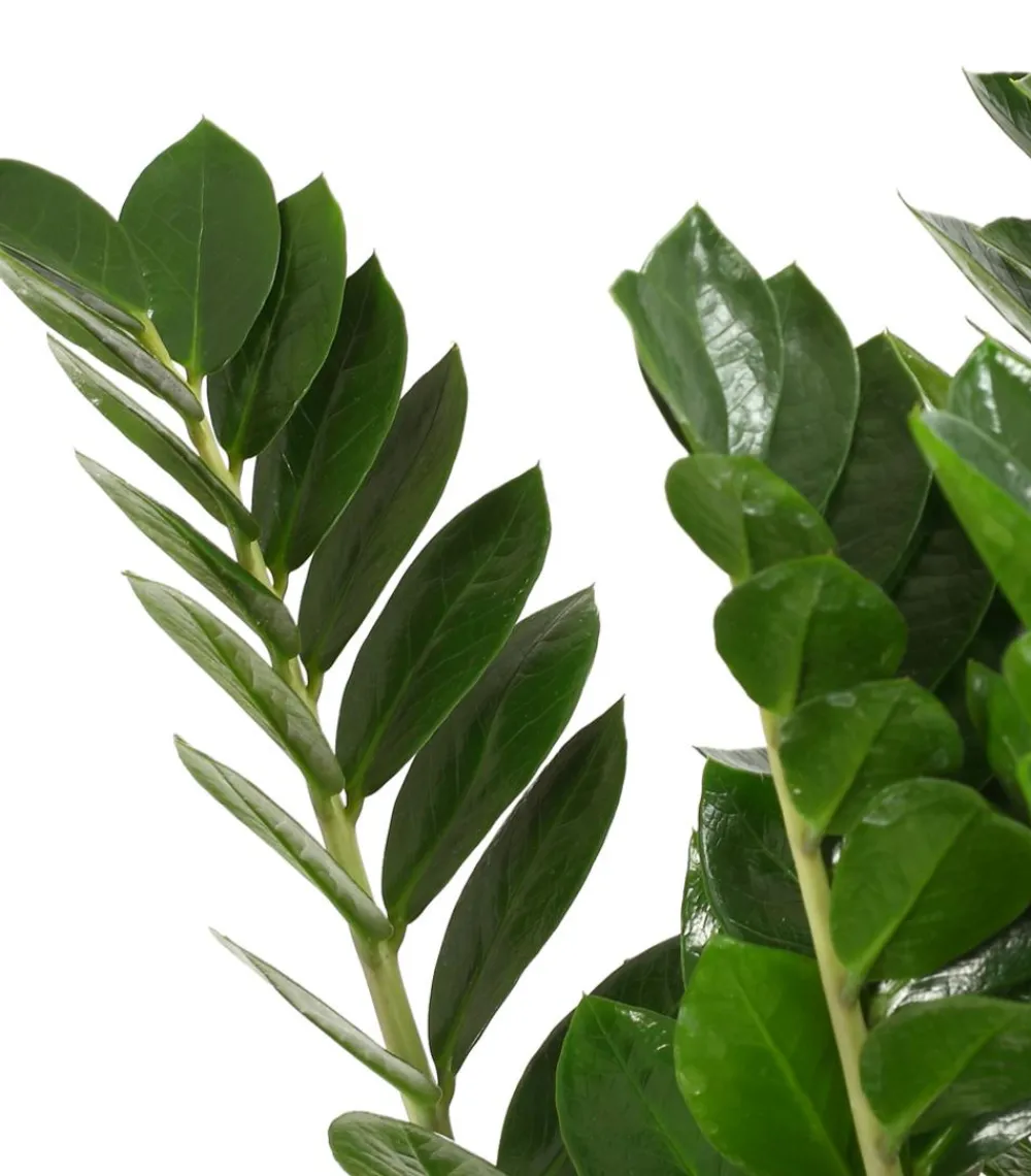 Dehner Sukkulenten|Grünpflanzen - Glücksfeder - Zamioculcas zamiifolia Grün