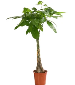 Dehner Glückskastanie - Pachira aquatica Grün Discount