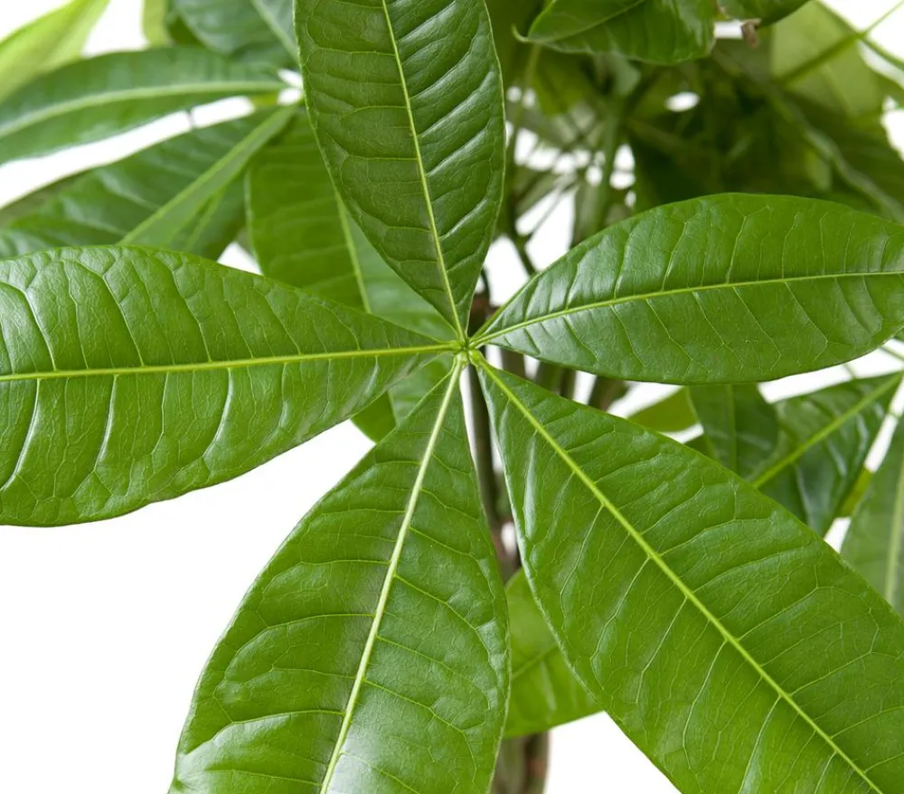 Dehner Glückskastanie - Pachira aquatica Grün Clearance