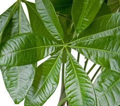 Dehner Glückskastanie - Pachira aquatica Grün