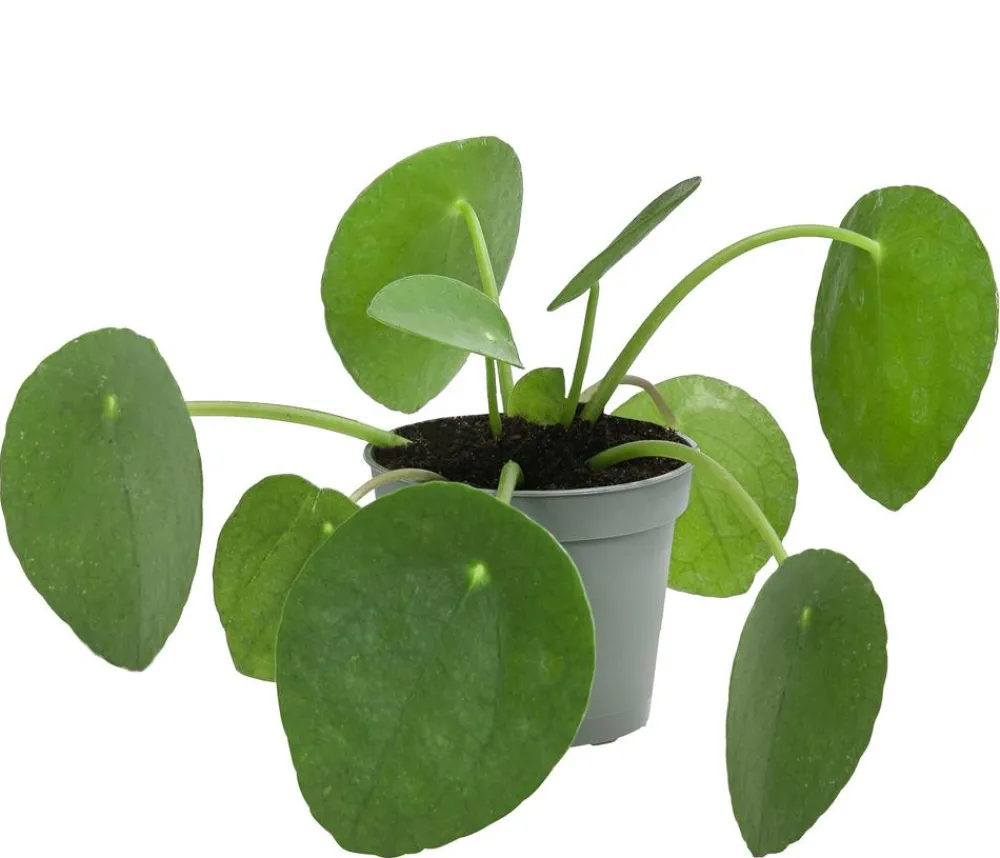 Dehner Sukkulenten|Grünpflanzen - Glückstaler - Pilea peperomioides Grün