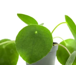Dehner Sukkulenten|Grünpflanzen - Glückstaler - Pilea peperomioides Grün