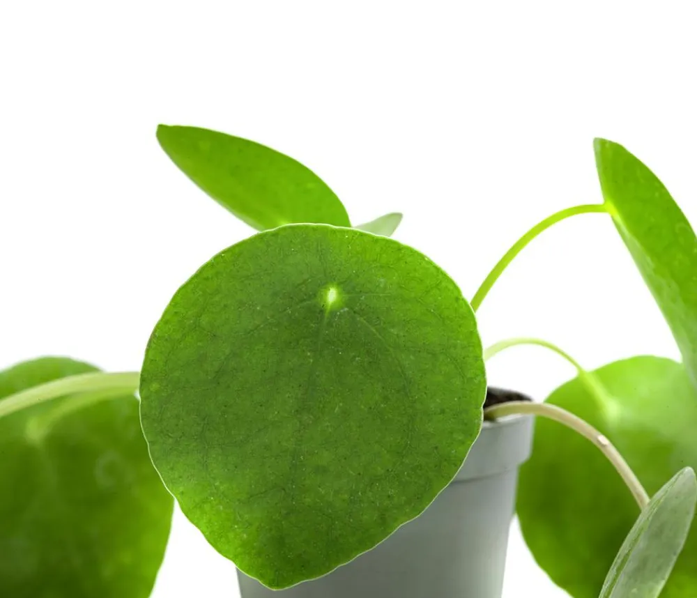 Dehner Sukkulenten|Grünpflanzen - Glückstaler - Pilea peperomioides Grün
