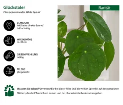 Dehner Raritäten|Grünpflanzen > Glückstaler - Pilea peperomioides 'White Splash'
