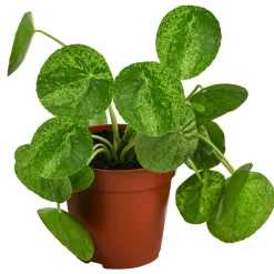 Dehner Raritäten|Grünpflanzen - Glückstaler - Pilea peperomioides 'Mojito'