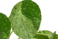 Dehner Raritäten|Grünpflanzen - Glückstaler - Pilea peperomioides 'Mojito'