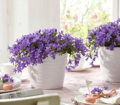 Dehner Glockenblumen - Glockenblume 'Blue Planet' Lavendel
