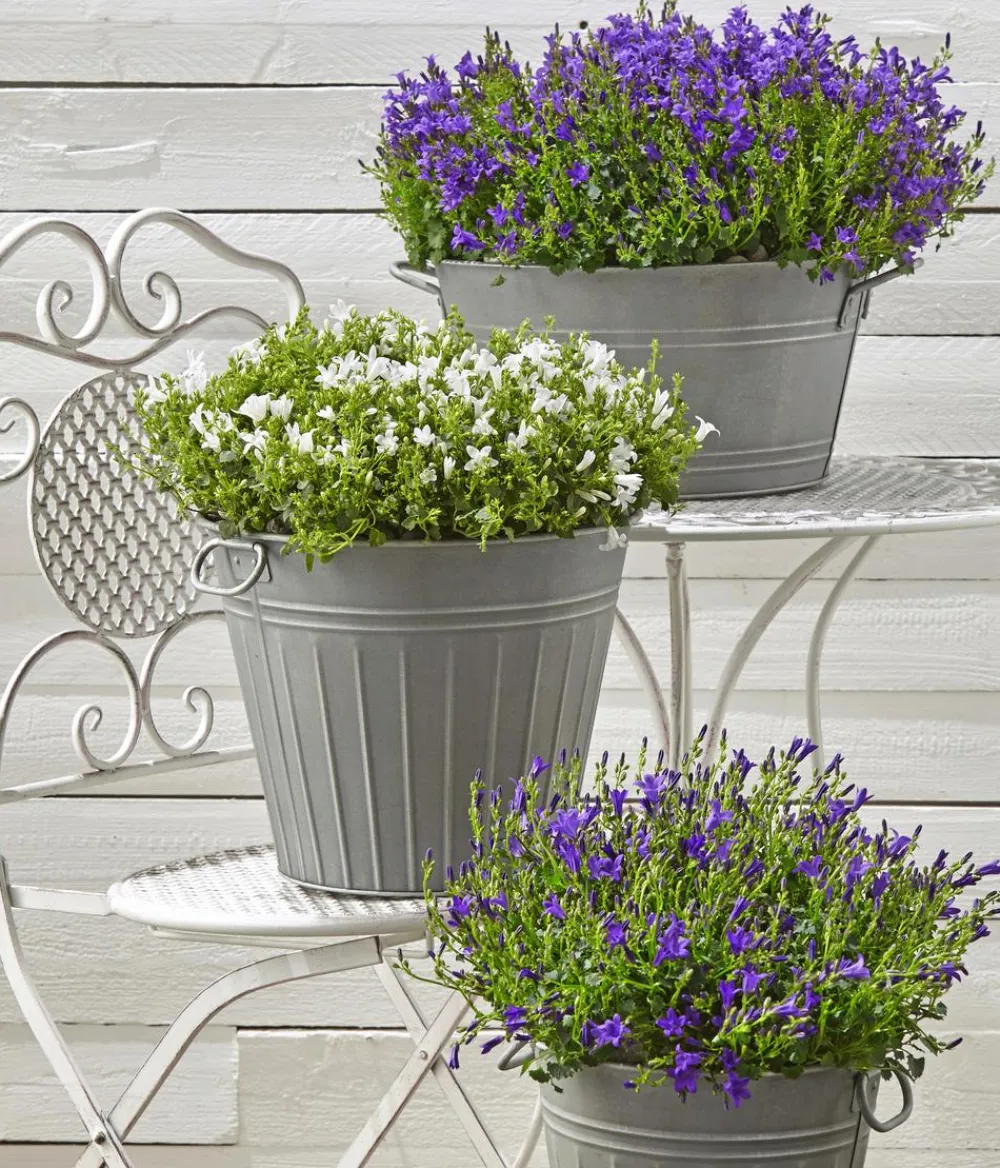 Dehner Glockenblumen - Glockenblume 'Blue Planet' Lavendel