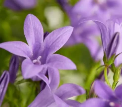 Dehner Glockenblumen - Glockenblume 'Blue Planet' Lavendel