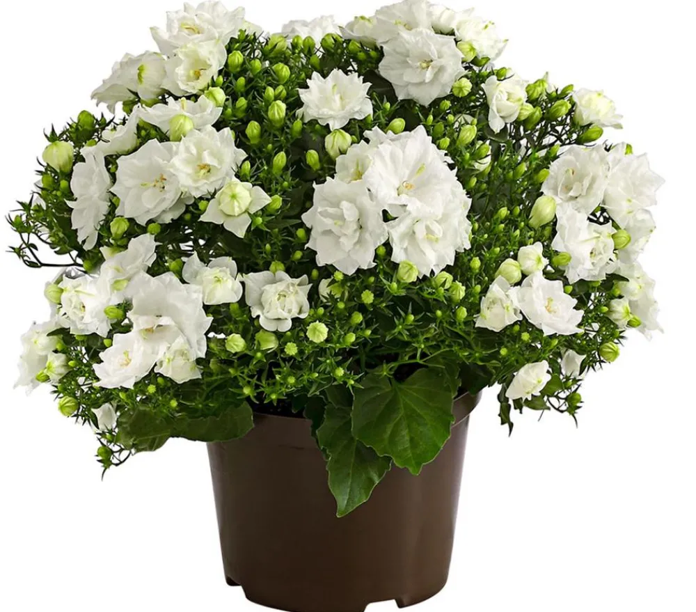 Dehner Glockenblumen > Glockenblume - Campanula haylodgensis 'White like Mee®'