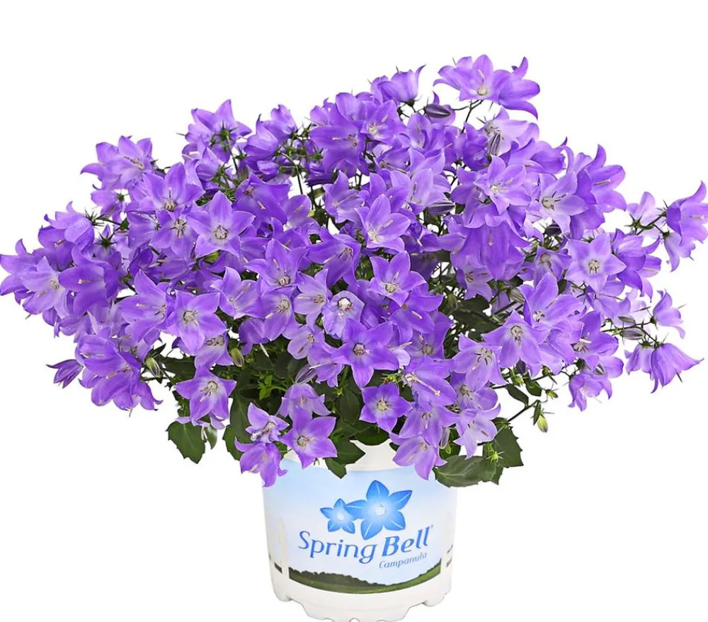 Dehner Glockenblume - Campanula porscharskyana 'Spring Bell®' Lila Best