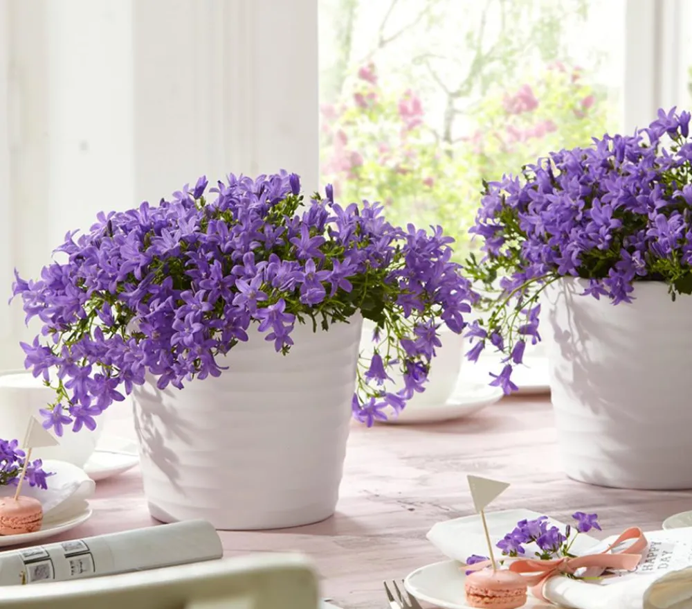 Dehner Glockenblume - Campanula porscharskyana 'Spring Bell®' Lila Best