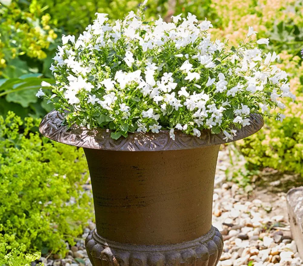 Dehner Glockenblumen - Glockenblume - Campanula porscharskyana 'Spring Bell®' Weiß