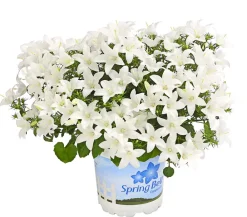 Dehner Glockenblumen - Glockenblume - Campanula porscharskyana 'Spring Bell®' Weiß