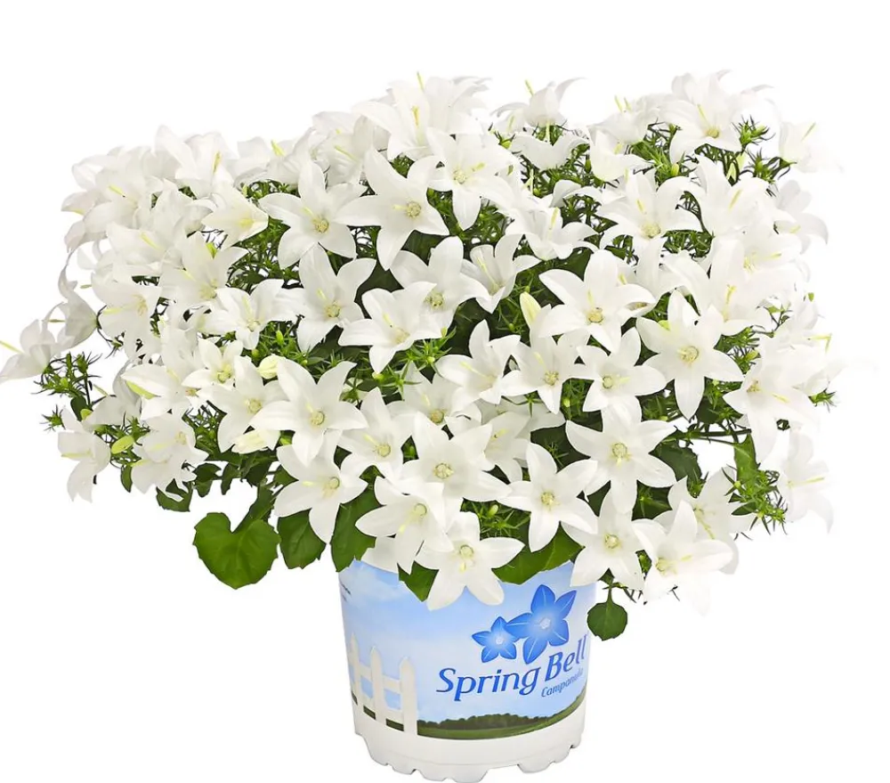 Dehner Glockenblumen - Glockenblume - Campanula porscharskyana 'Spring Bell®' Weiß