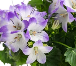 Dehner Glockenblumen|Sommerblumen - Glockenblume - Campanula porscharskyana 'Fancy Mee®'