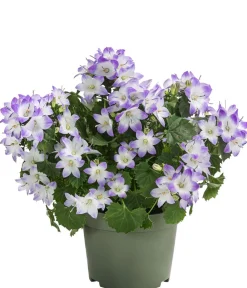 Dehner Glockenblumen|Sommerblumen - Glockenblume - Campanula porscharskyana 'Fancy Mee®'