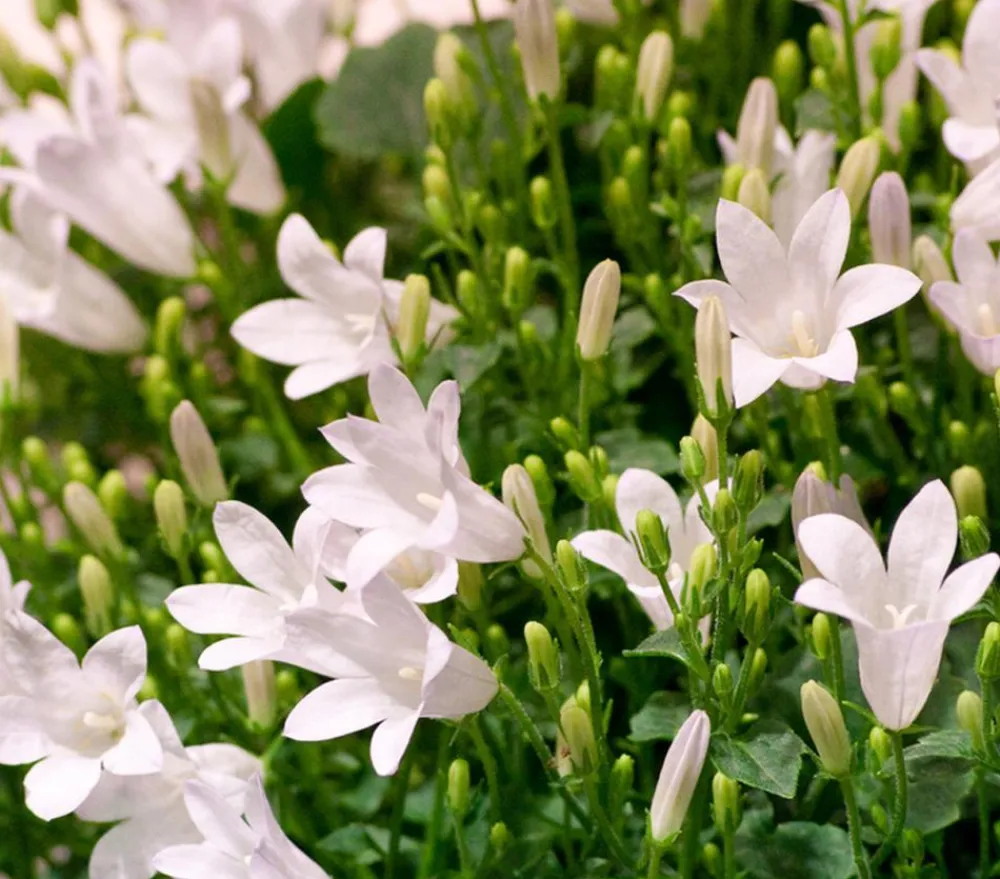 Dehner Glockenblume - Campanula portenschlagiana 'Get mee®' Weiß Sale
