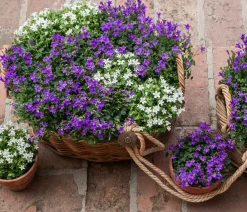 Dehner Glockenblume - Campanula portenschlagiana 'Get mee®' Weiß Sale