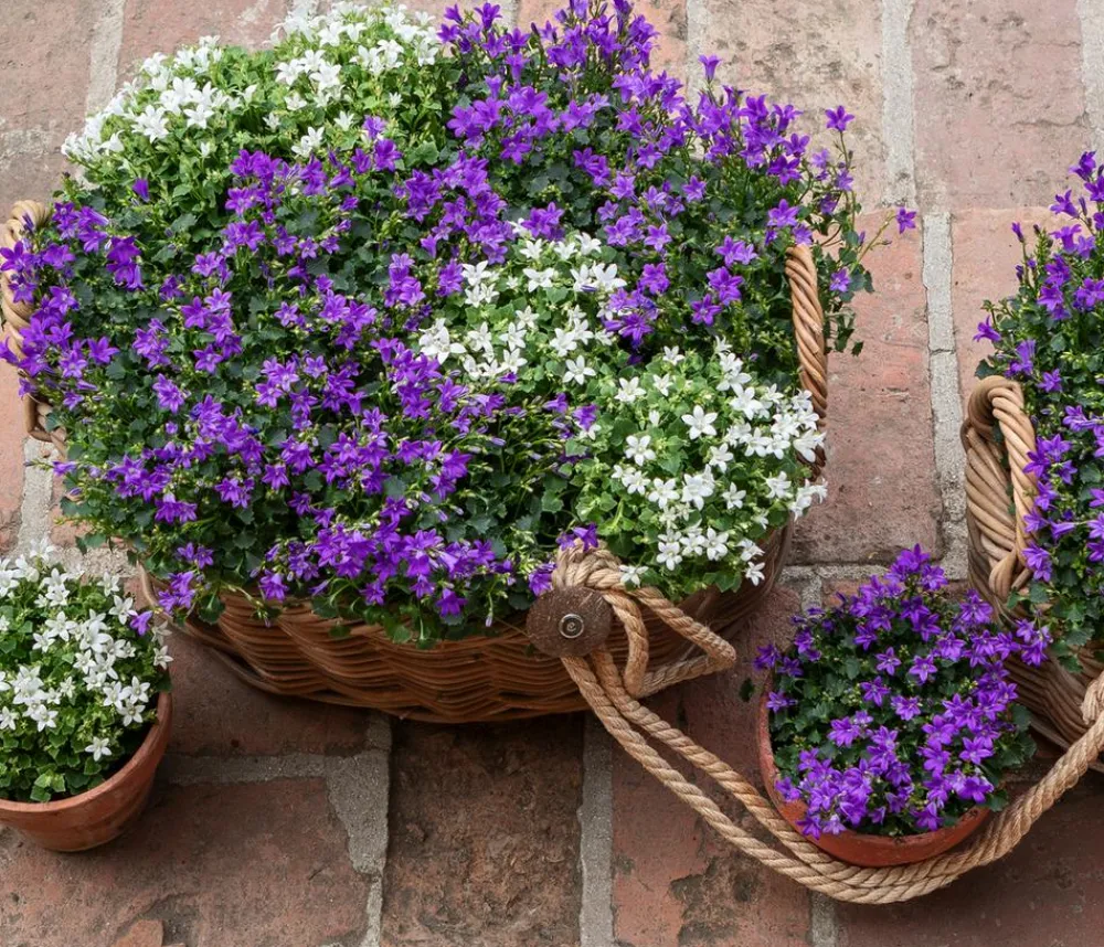 Dehner Glockenblume - Campanula portenschlagiana 'Get mee®' Weiß Sale