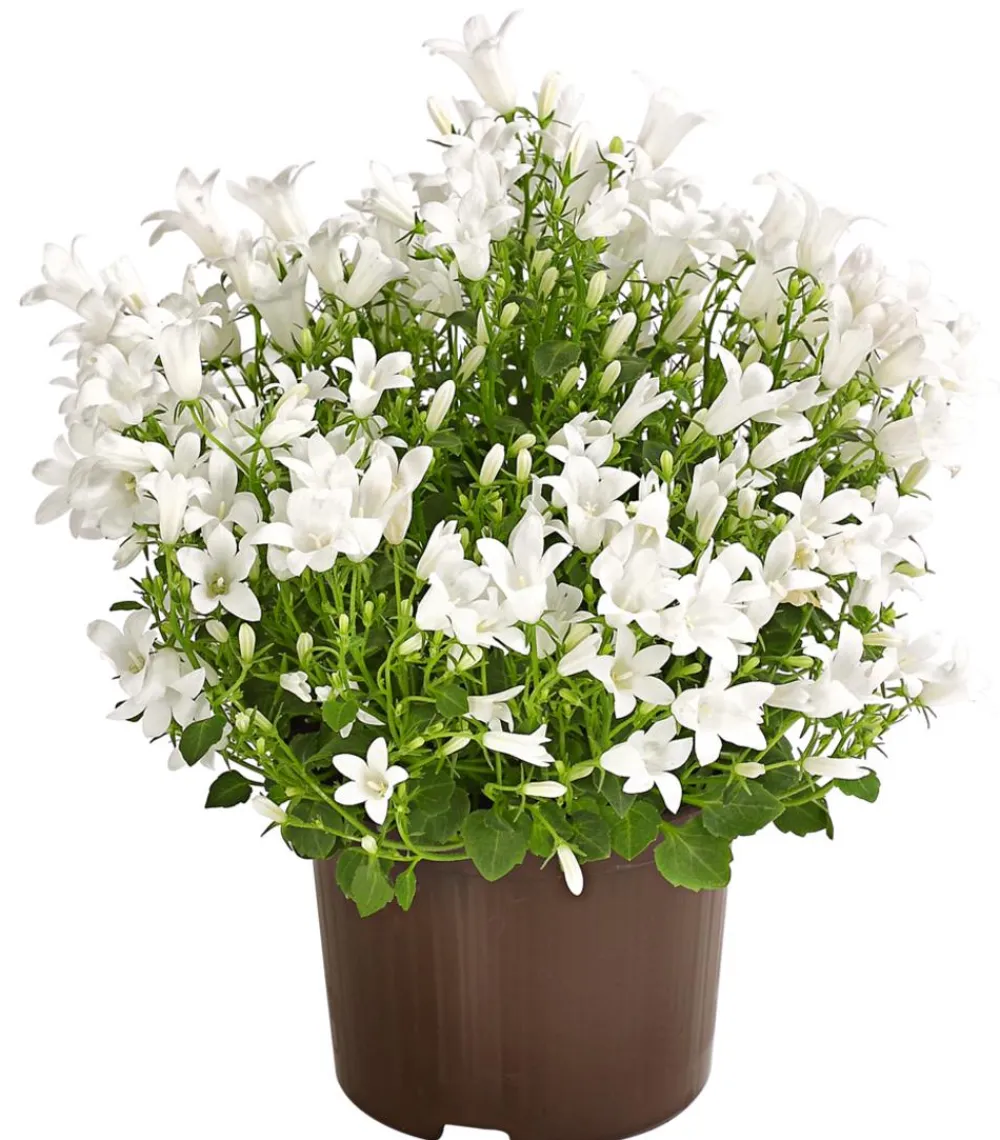 Dehner Glockenblume - Campanula portenschlagiana 'Get mee®' Weiß Sale