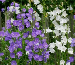 Dehner Sommerstauden|Glockenblumen > Glockenblume 'Takion', verschiedene Farben