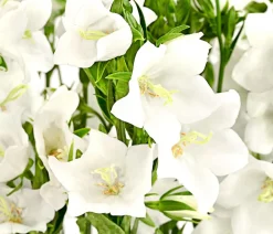 Dehner Sommerstauden|Glockenblumen > Glockenblume 'Takion', verschiedene Farben