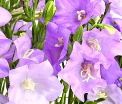 Dehner Sommerstauden|Glockenblumen > Glockenblume 'Takion', verschiedene Farben