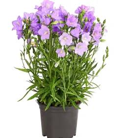 Dehner Glockenblume 'Takion', verschiedene Farben Discount