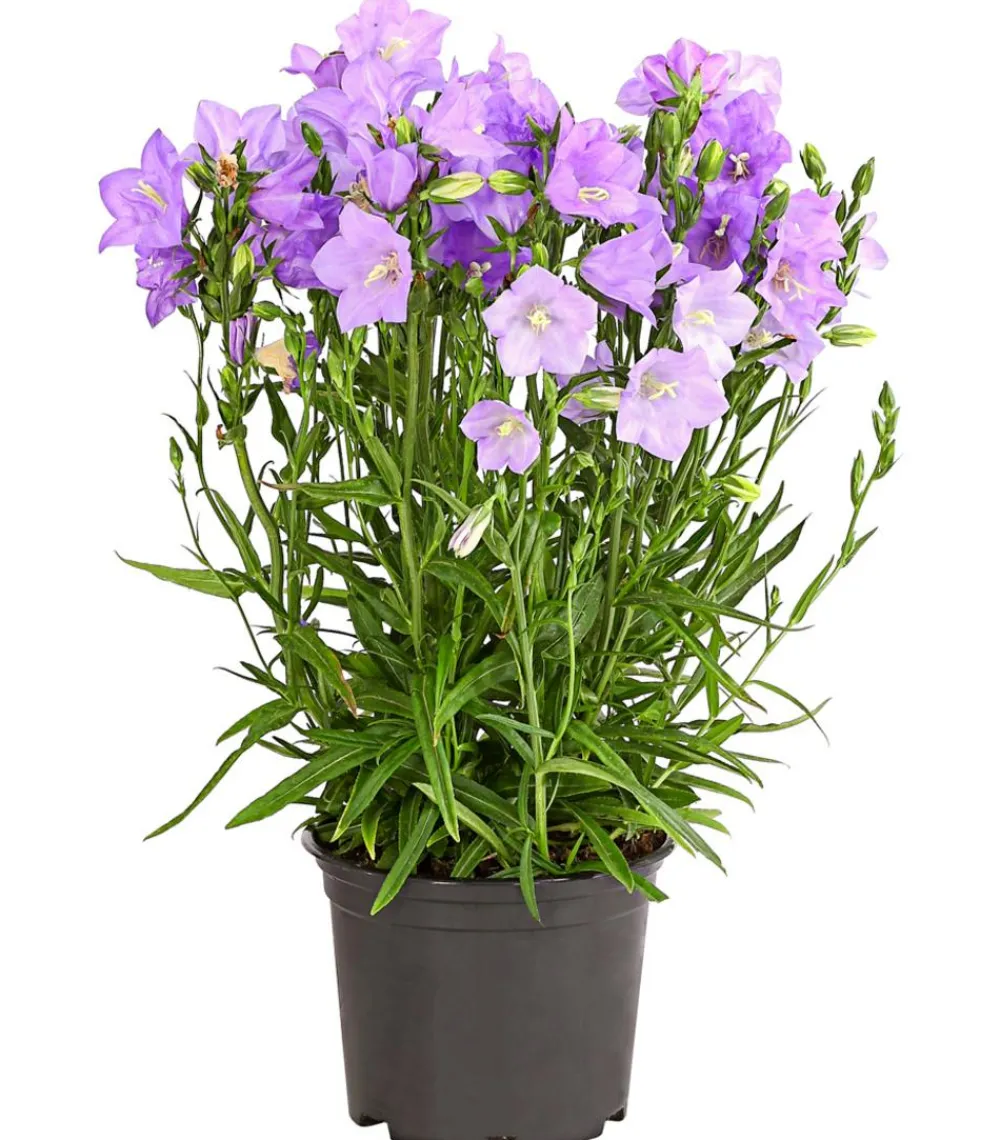 Dehner Glockenblume 'Takion', verschiedene Farben Discount