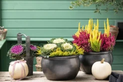 Dehner Grabschmuck & Grabgestaltung > Glockenheide