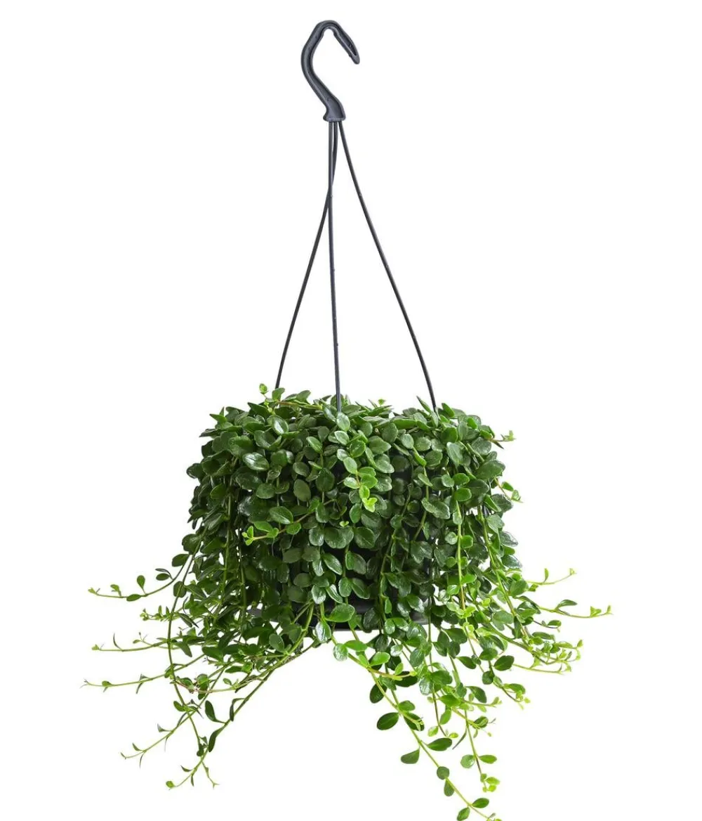 Dehner Glocken-Kalanchoe - Kalanchoe manginii, Ampel New
