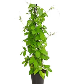 Dehner Rankpflanzen|Sommerblumen > Glockenrebe