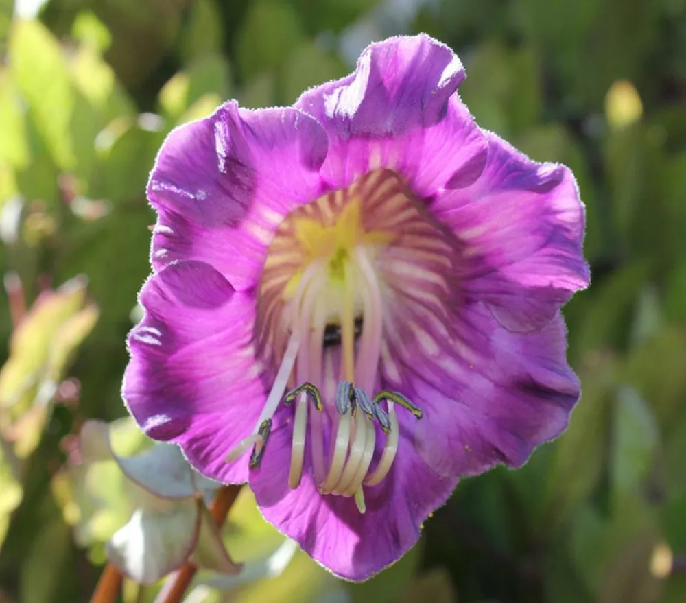 Dehner Rankpflanzen|Sommerblumen > Glockenrebe