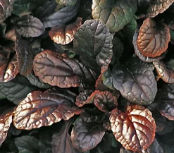 Herbstzauber Günsel 'Mahagoni' Outlet