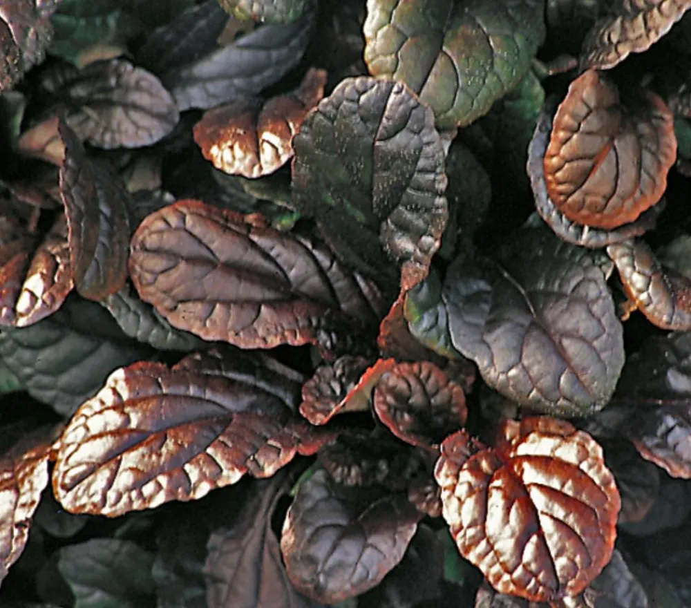 Herbstzauber Günsel 'Mahagoni' Outlet