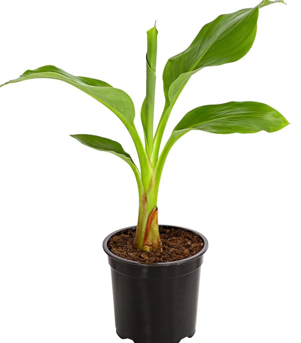 Dehner Terrassenpflanzen|Grünpflanzen > Goldene Lotusbanane - Musella lasiocarpa