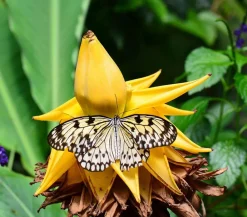 Dehner Terrassenpflanzen|Grünpflanzen - Goldene Lotusbanane - Musella lasiocarpa