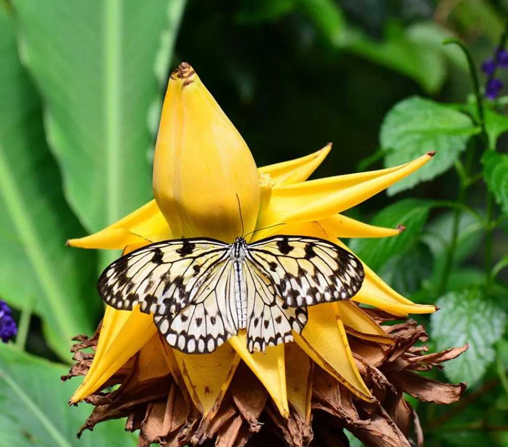 Dehner Terrassenpflanzen|Grünpflanzen - Goldene Lotusbanane - Musella lasiocarpa
