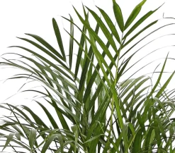 Dehner Goldfruchtpalme - Dypsis lutescens Grün