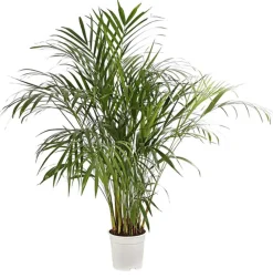 Dehner Goldfruchtpalme - Dypsis lutescens Grün